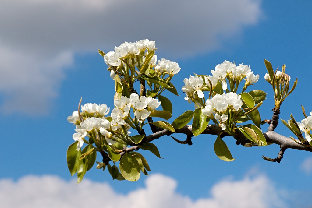 bloesem hdr voorjaar lente bloem bloemen flora fruitbomen betuwe kersenbloesem japan sakura fruit fruitbomen